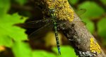 Żagnica sina (Aeshna cyanea)