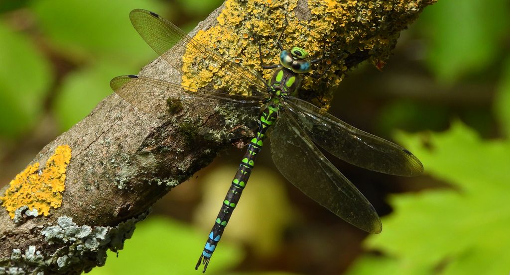 Żagnica sina (Aeshna cyanea)