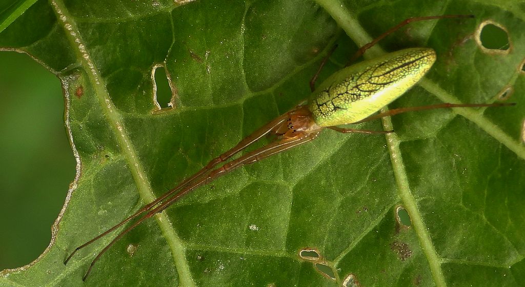 Kwadratnik trzcinowy (Tetragnatha extensa)