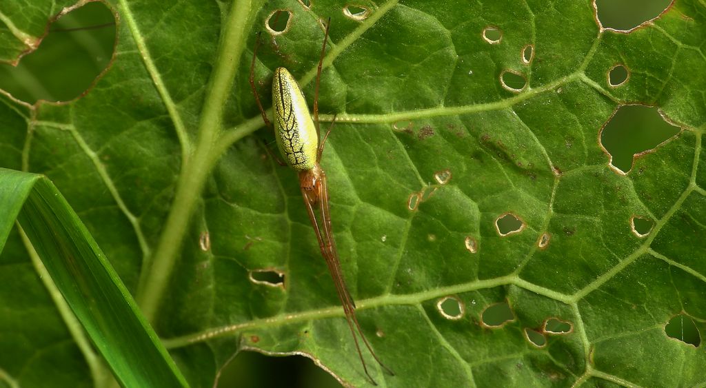 Kwadratnik trzcinowy (Tetragnatha extensa)