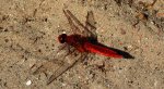 Szafranka czerwona (Crocothemis erythraea)