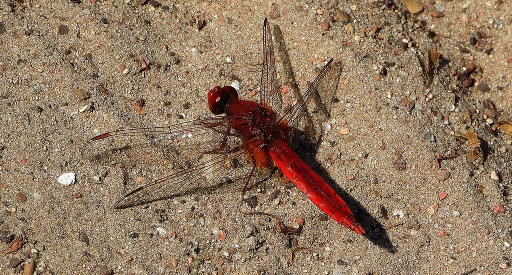 Szafranka czerwona (Crocothemis erythraea)
