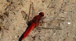 Szafranka czerwona (Crocothemis erythraea)