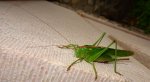Pasikonik zielony (Tettigonia viridissima)