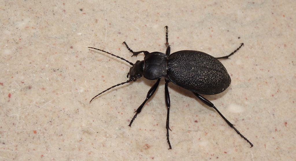Biegacz skórzasty (Carabus coriaceus)
