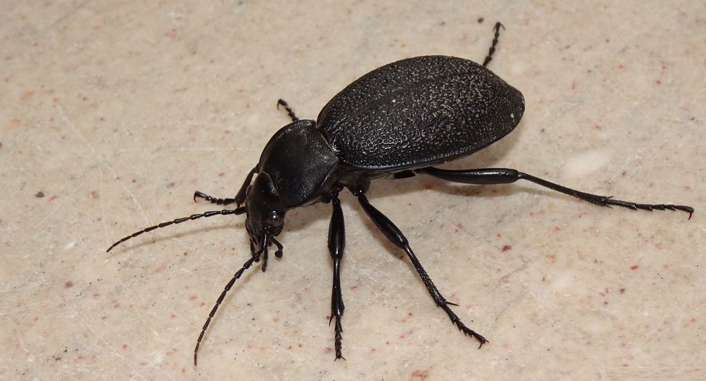 Biegacz skórzasty (Carabus coriaceus)
