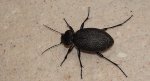 Biegacz skórzasty (Carabus coriaceus)