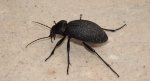 Biegacz skórzasty (Carabus coriaceus)