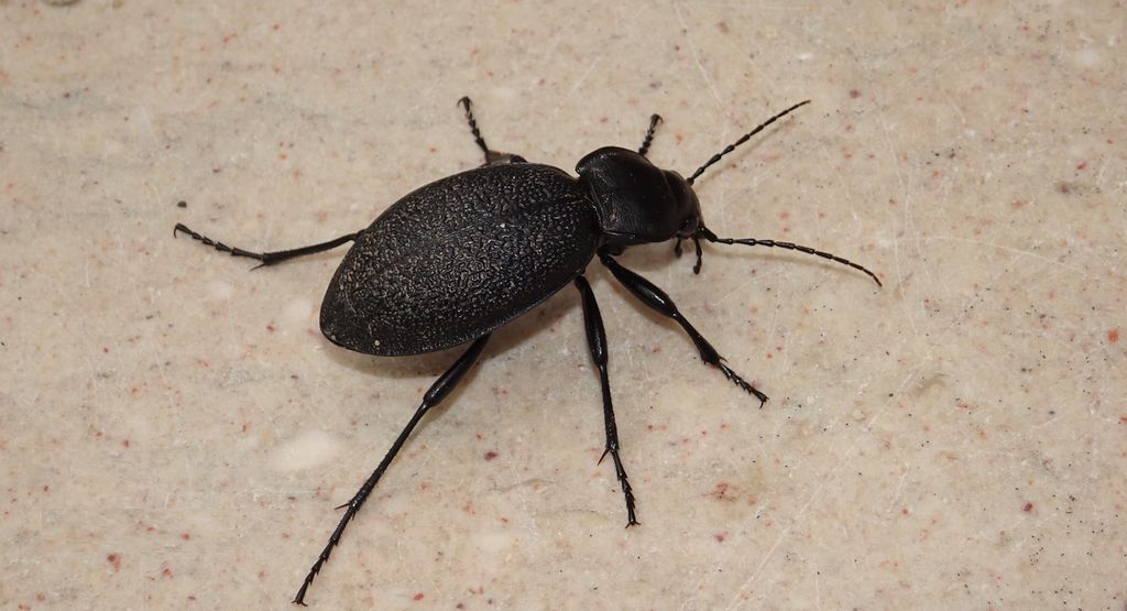 Biegacz skórzasty (Carabus coriaceus)