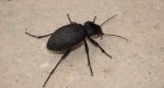 Biegacz skórzasty (Carabus coriaceus)