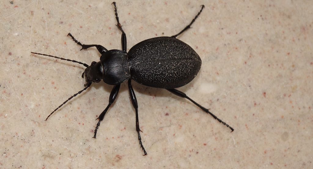 Biegacz skórzasty (Carabus coriaceus)