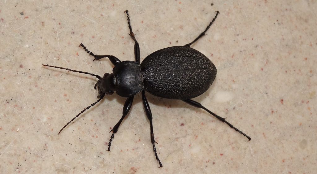 Biegacz skórzasty (Carabus coriaceus)