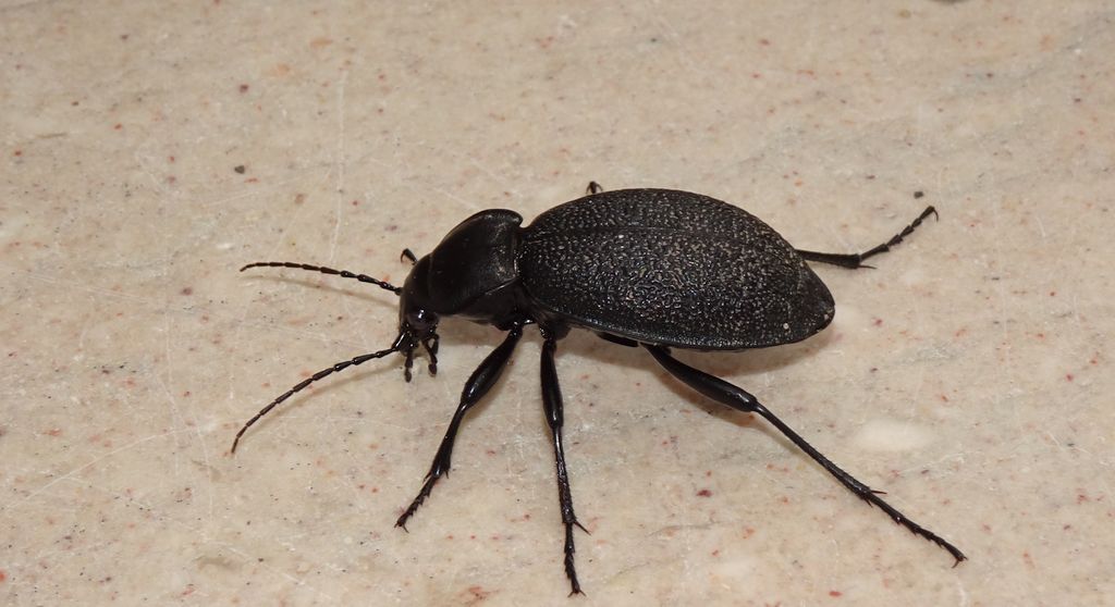 Biegacz skórzasty (Carabus coriaceus)