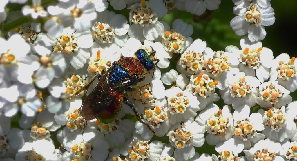 Powabnica osmykowa (Hedychrum niemelai)