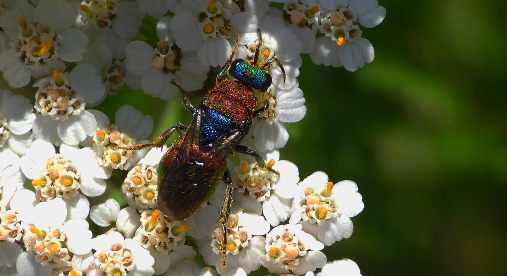Powabnica osmykowa (Hedychrum niemelai)