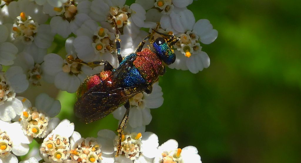 Powabnica osmykowa (Hedychrum niemelai)