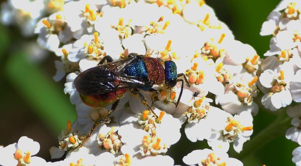 Powabnica osmykowa (Hedychrum niemelai)