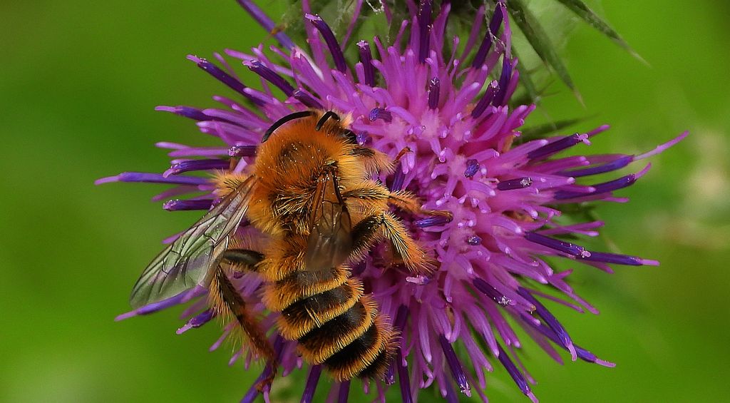 Obrostka letnia, obrostka pospolita (Dasypoda hirtipes)