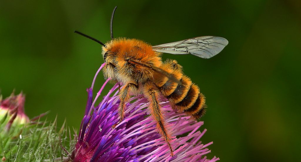 Obrostka letnia, obrostka pospolita (Dasypoda hirtipes)