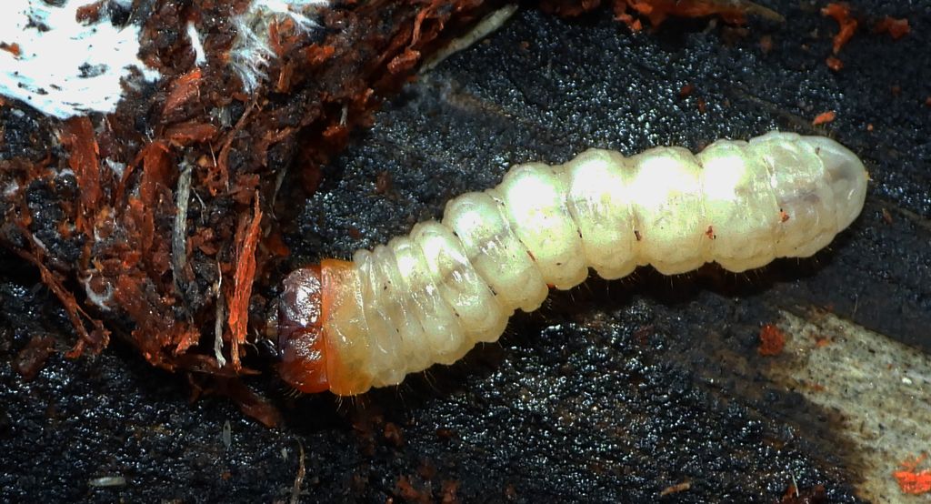 Rębacz sosnowiec (Rhagium inquisitor)