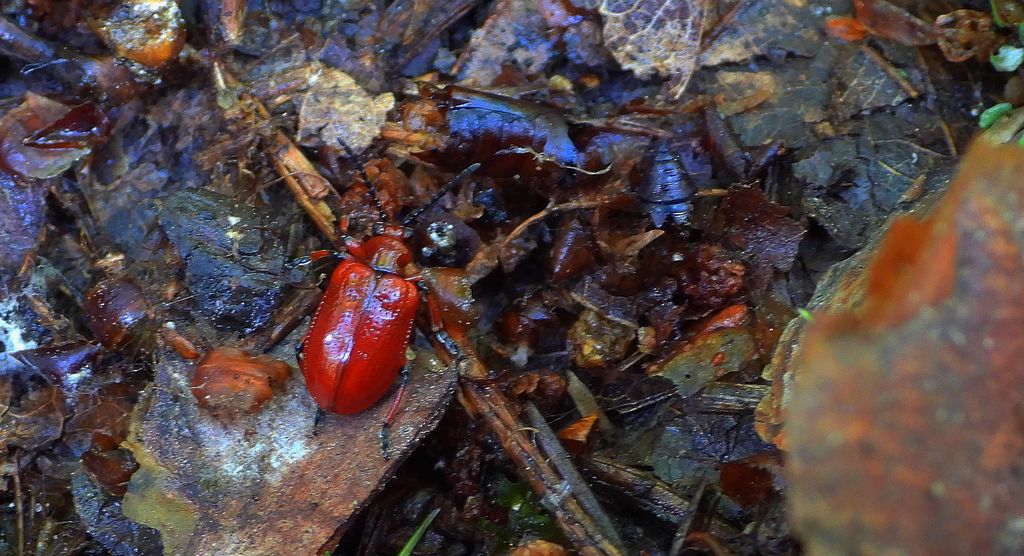 Poskrzypka cebulowa, poskrzypka leśna (Lilioceris merdigera)