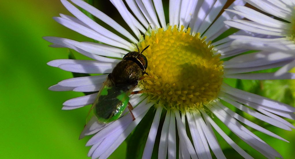Zbrojka zielona, lwinka zielona (Oplodontha viridula)