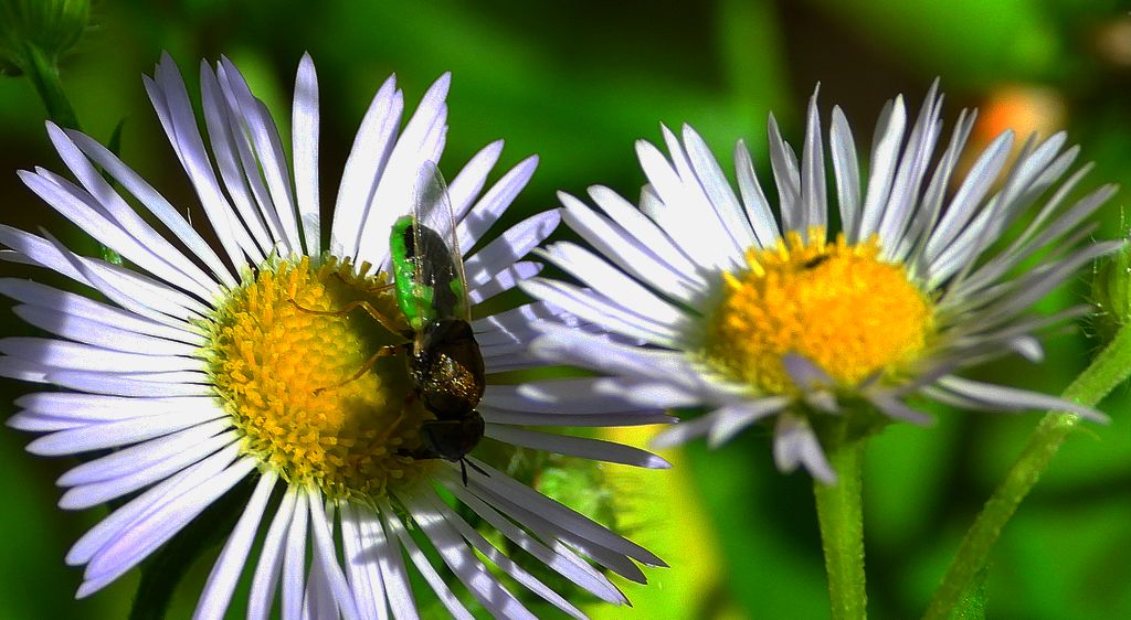 Zbrojka zielona, lwinka zielona (Oplodontha viridula)