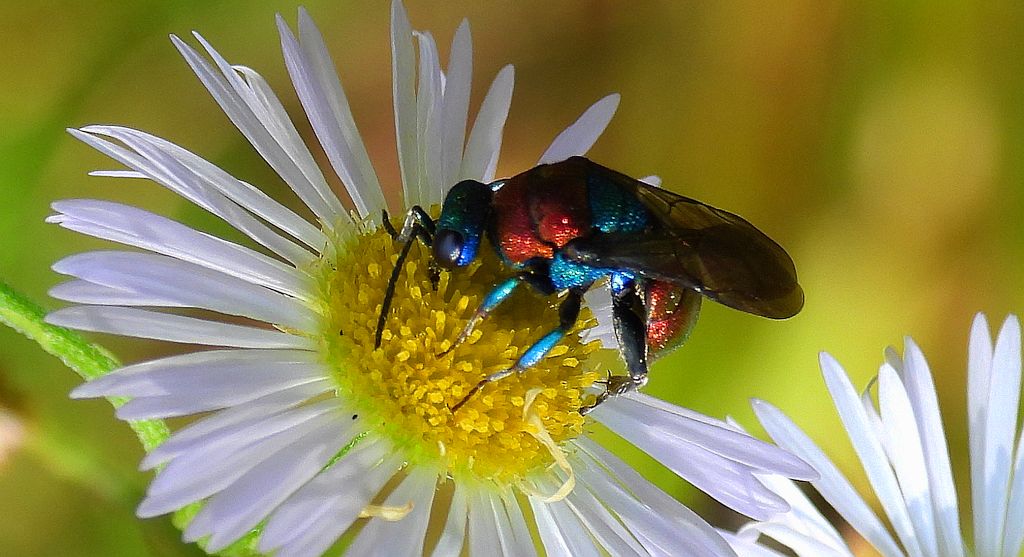 Powabnica piaskowa (Hedychrum nobile)