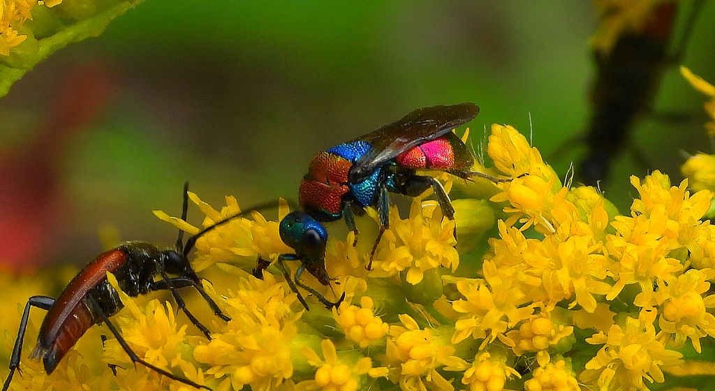 Powabnica piaskowa (Hedychrum nobile)