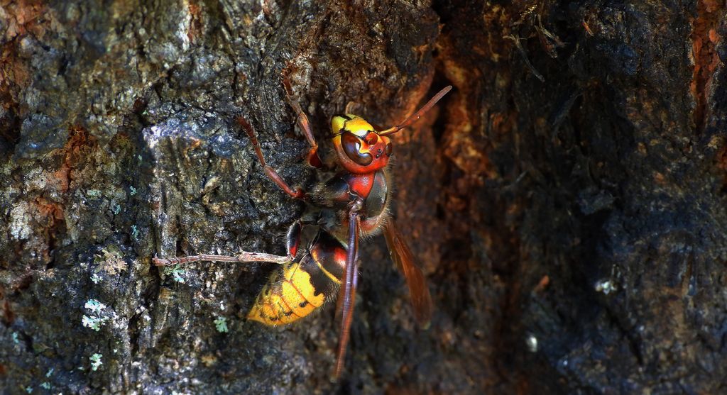 Szerszeń europejski, szerszeń groźny, szerszeń (Vespa crabro)