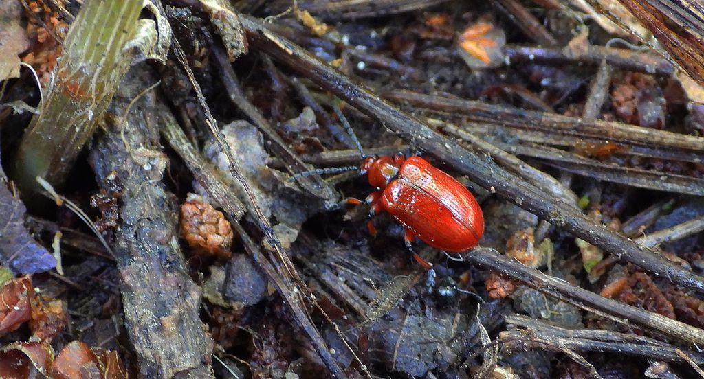 Poskrzypka cebulowa, poskrzypka leśna (Lilioceris merdigera)