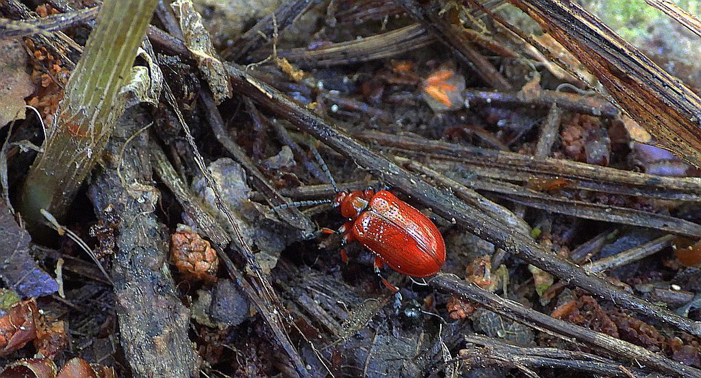 Poskrzypka cebulowa, poskrzypka leśna (Lilioceris merdigera)