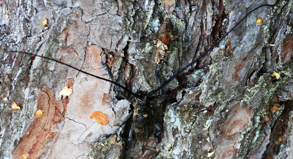 Żerdzianka sosnówka (Monochamus galloprovincialis)