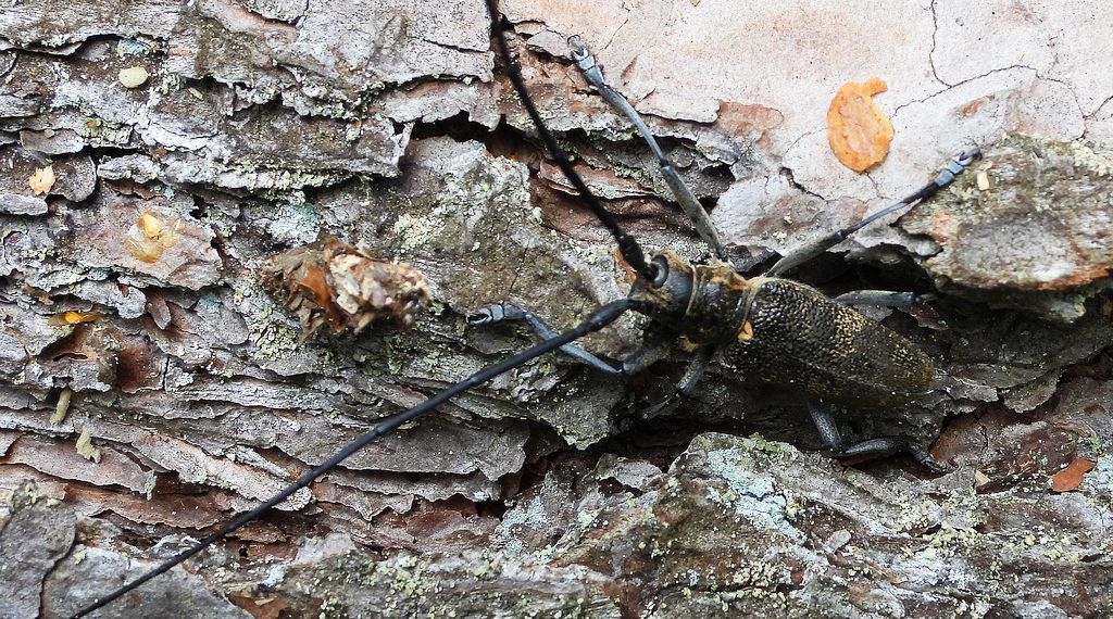Żerdzianka sosnówka (Monochamus galloprovincialis)