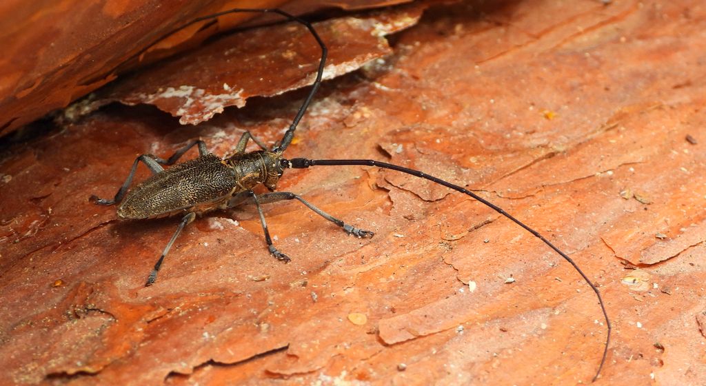 Żerdzianka sosnówka (Monochamus galloprovincialis)