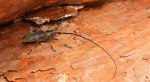 Żerdzianka sosnówka (Monochamus galloprovincialis)