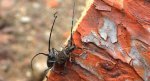 Żerdzianka sosnówka (Monochamus galloprovincialis)