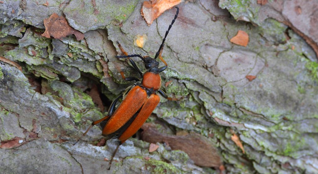 Zmorsznik czerwony (Stictoleptura rubra)