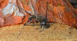 Żerdzianka sosnówka (Monochamus galloprovincialis)
