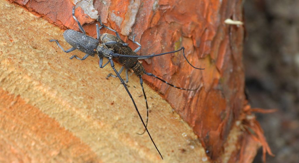 Żerdzianka sosnówka (Monochamus galloprovincialis)