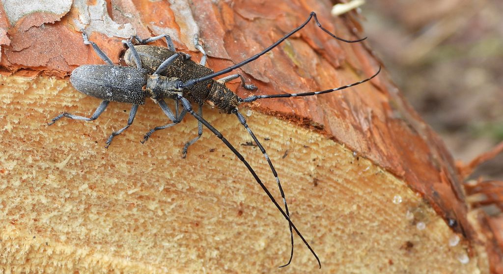 Żerdzianka sosnówka (Monochamus galloprovincialis)