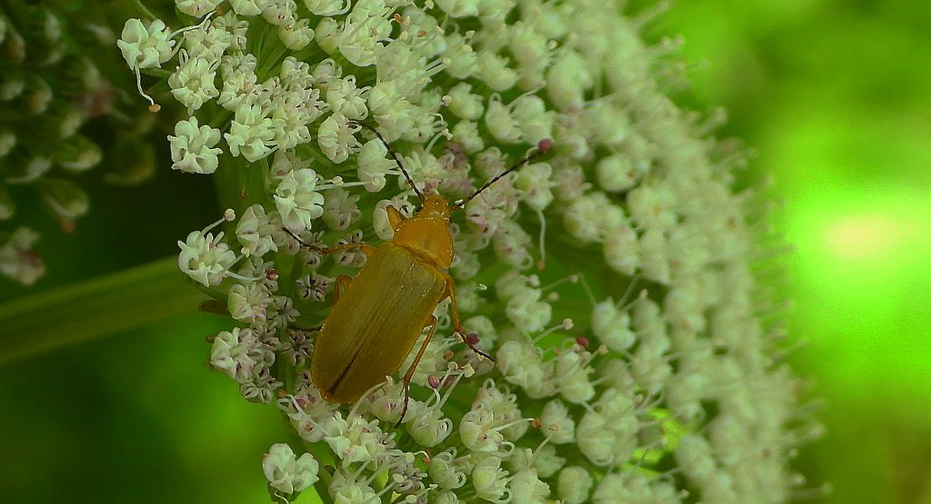 Grzebyczak żółtawy (Cteniopus sulphureus)