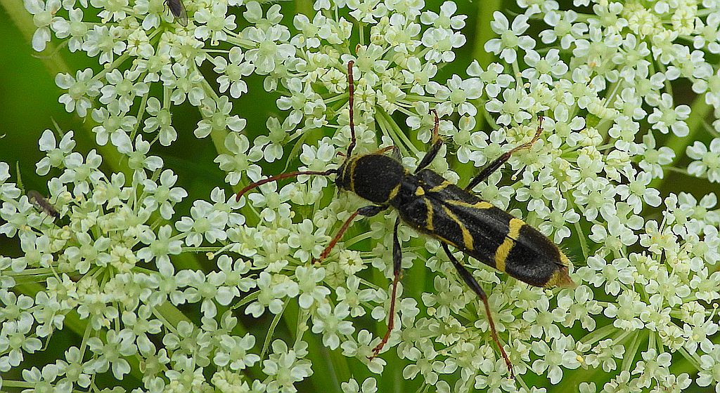 Biegowiec klonowy (Cyrtoclytus capra)