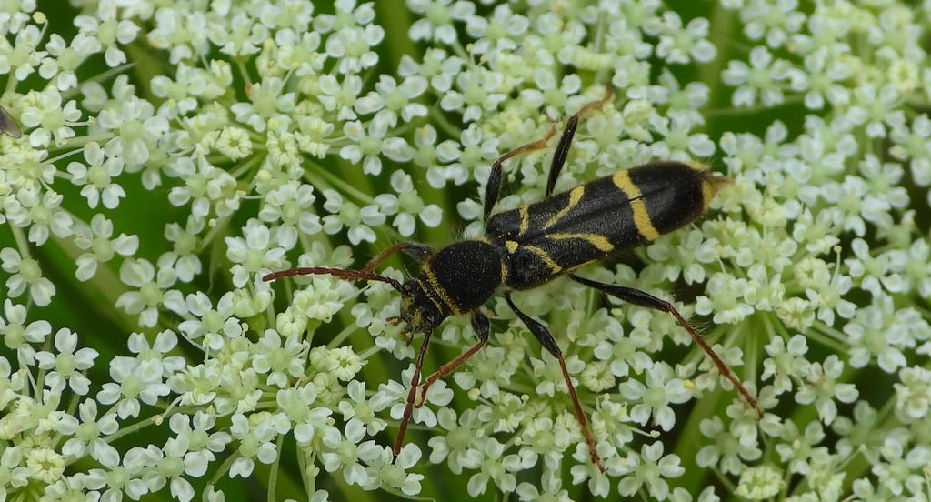 Biegowiec klonowy (Cyrtoclytus capra)