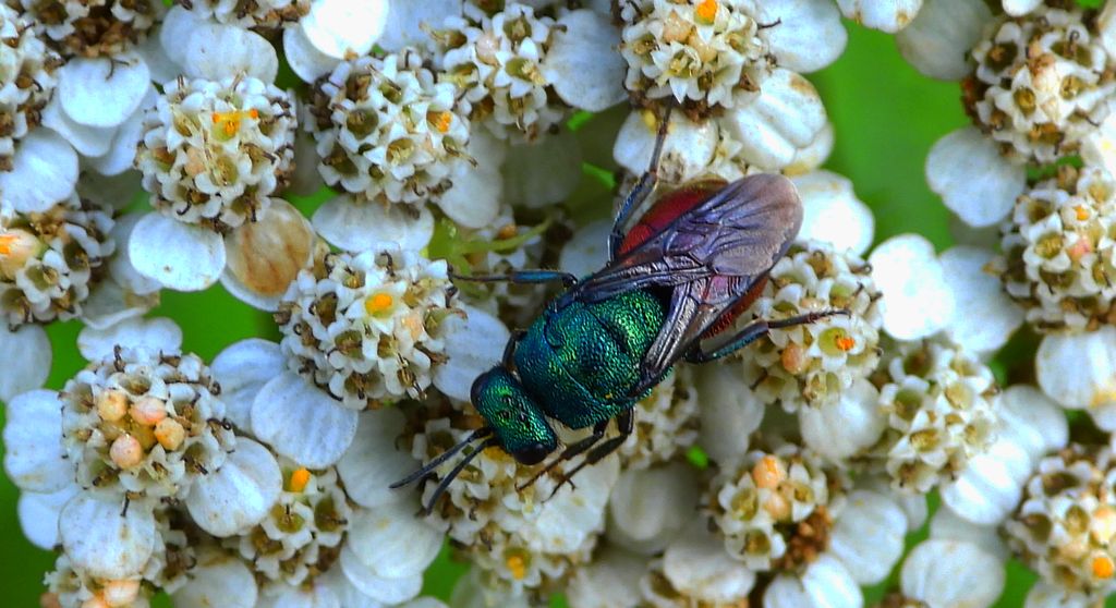 Powabnica krótkostopka (Hedychrum gerstaeckeri)