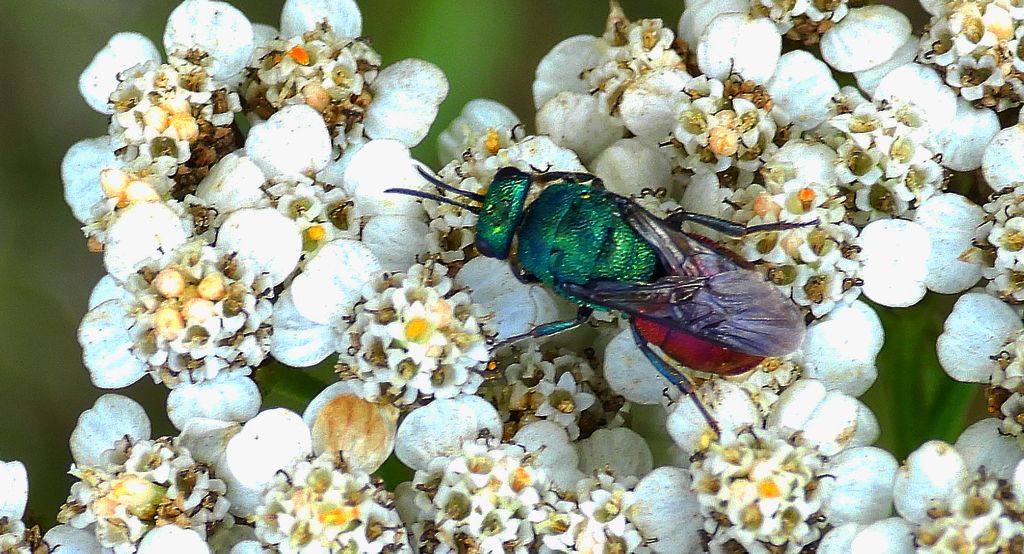 Powabnica krótkostopka (Hedychrum gerstaeckeri)