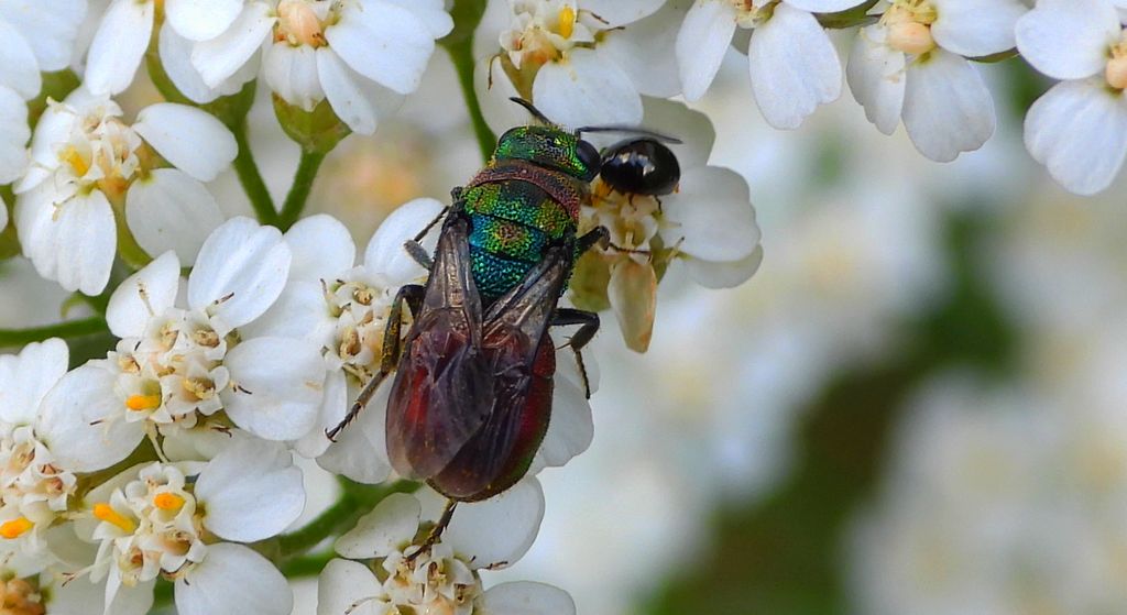 Powabnica blondynka (Hedychrum rutilans)