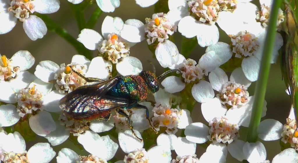 Powabnica blondynka (Hedychrum rutilans)