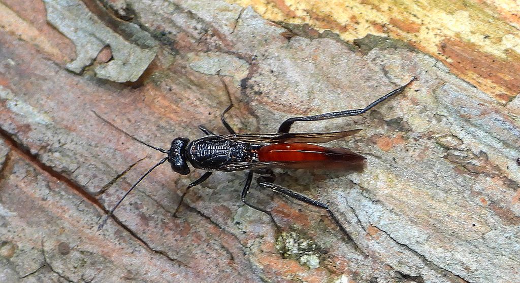 Zgniot husarczyk (Ibalia leucospoides)