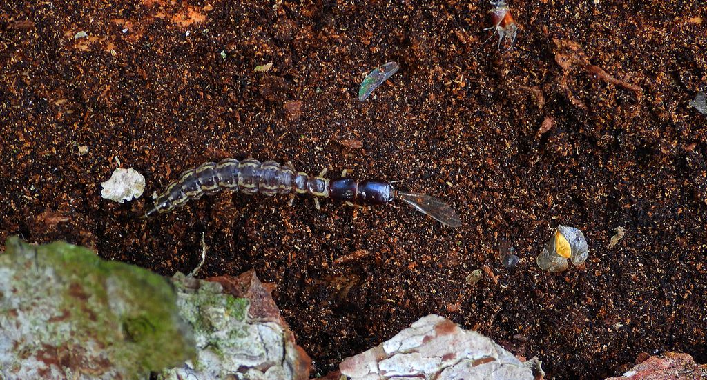 Wielbłądka (Raphidia sp.)